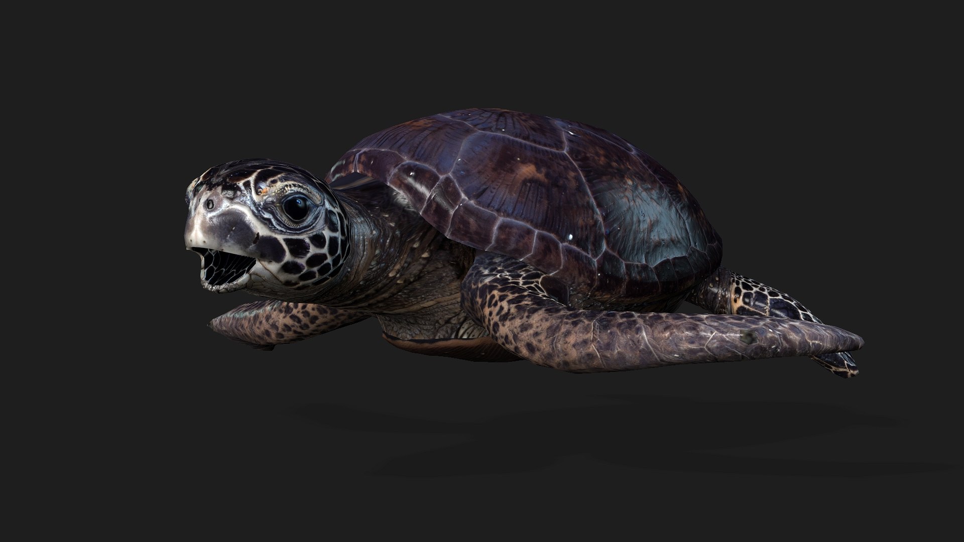 Turtle-A2 3D https://p.turbosquid.com/ts-thumb/A7/MbQxBf/da/preview7/jpg/1755318288/1920x1080/fit_q87/a66cd1a2682c97b9a59e76498256dc5c8a9dd86d/preview7.jpg