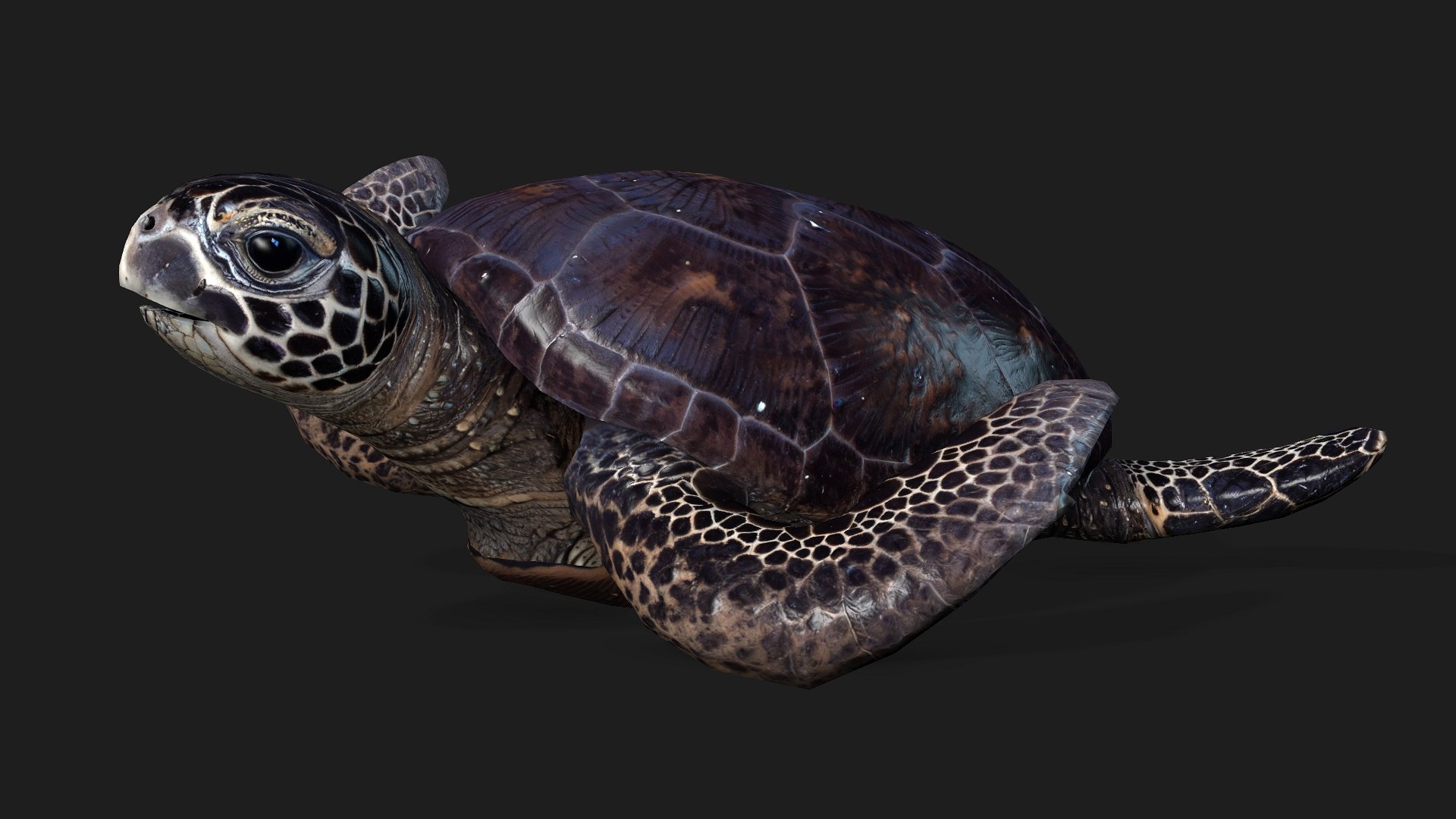 Turtle-A2 3D https://p.turbosquid.com/ts-thumb/A7/MbQxBf/gh/preview15/jpg/1755318291/1920x1080/fit_q87/274ef8e5adb0f97051bbbd7e0a8f428cf644d154/preview15.jpg