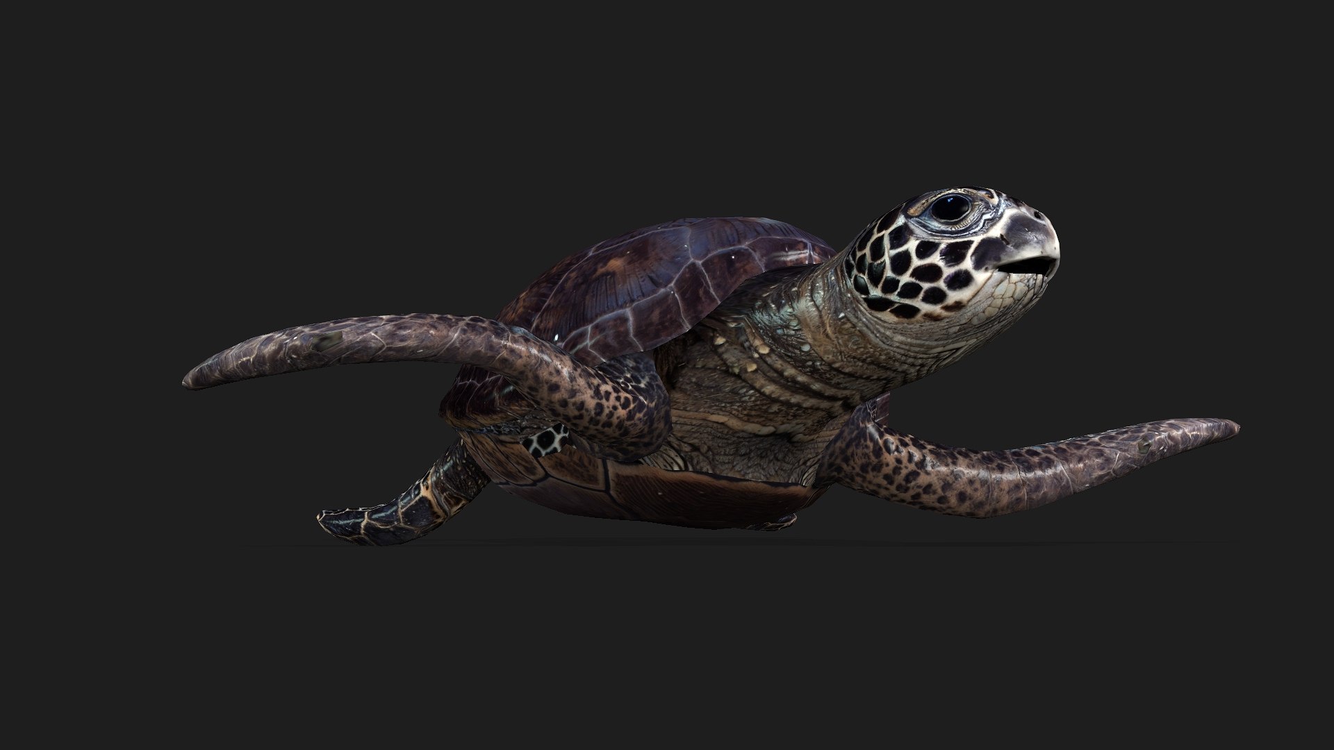 Turtle-A2 3D https://p.turbosquid.com/ts-thumb/A7/MbQxBf/lj/preview9/jpg/1755318288/1920x1080/fit_q87/5994e0e5523b3a29e8ba1071bc768d3b87594ffe/preview9.jpg