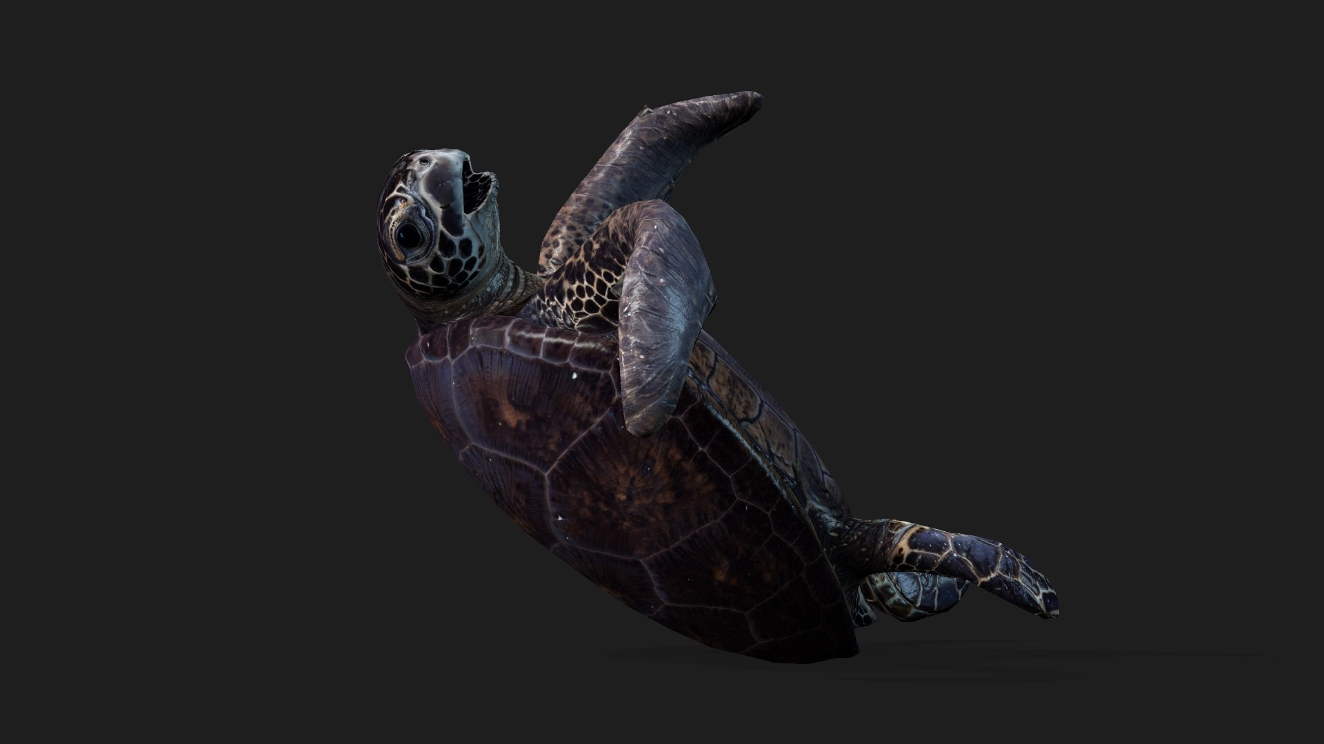 Turtle-A2 3D https://p.turbosquid.com/ts-thumb/A7/MbQxBf/rL/preview11/jpg/1755318289/1920x1080/fit_q87/4e24af01e8efb5ed50f7fd532edb445cf60a3cdb/preview11.jpg