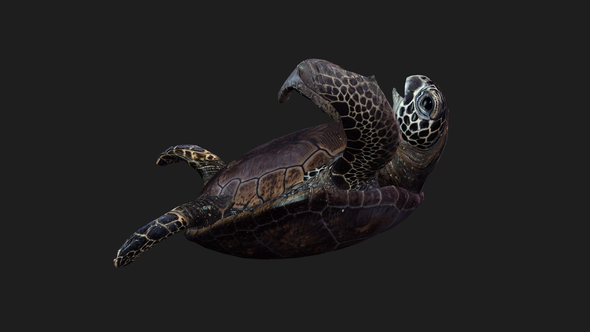 Turtle-A2 3D https://p.turbosquid.com/ts-thumb/A7/MbQxBf/v0/preview10/jpg/1755318289/1920x1080/fit_q87/f984a1d9d98ad7de2c0b7a4bc33bc0f5a4ec4e51/preview10.jpg
