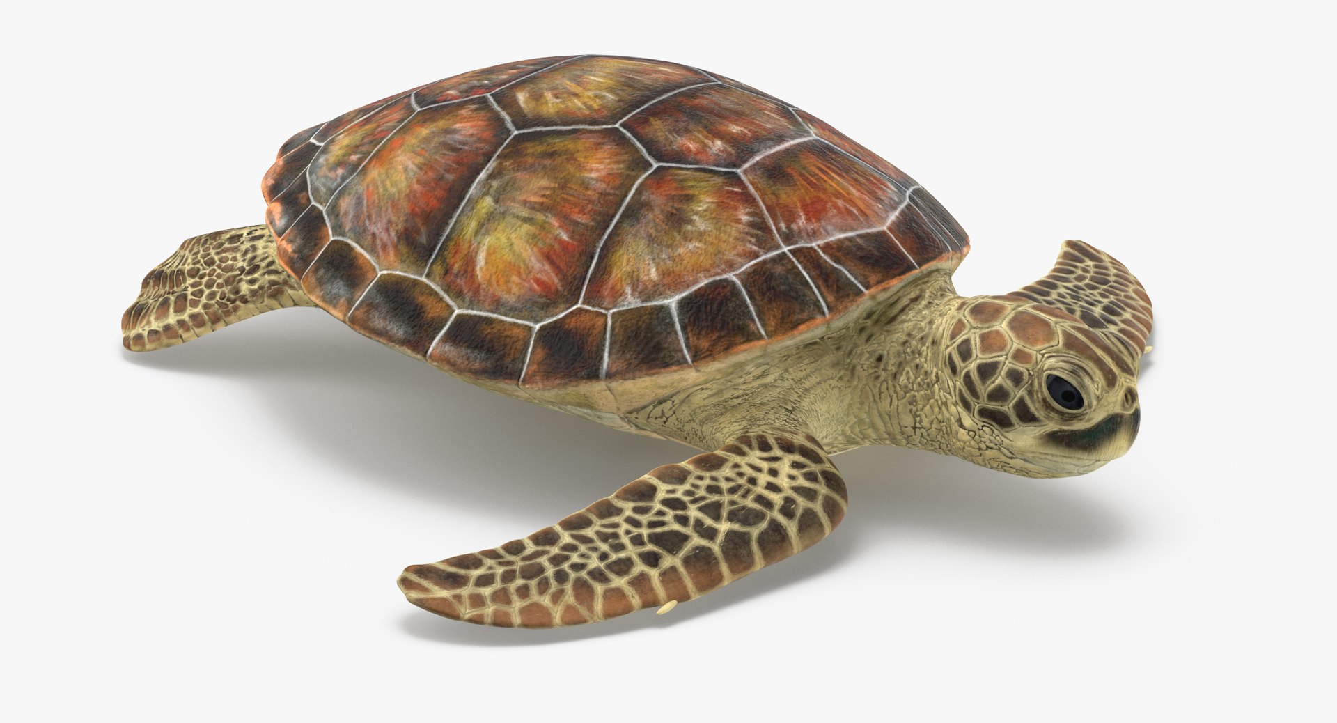 Sea Turtle Rigged 3d Model