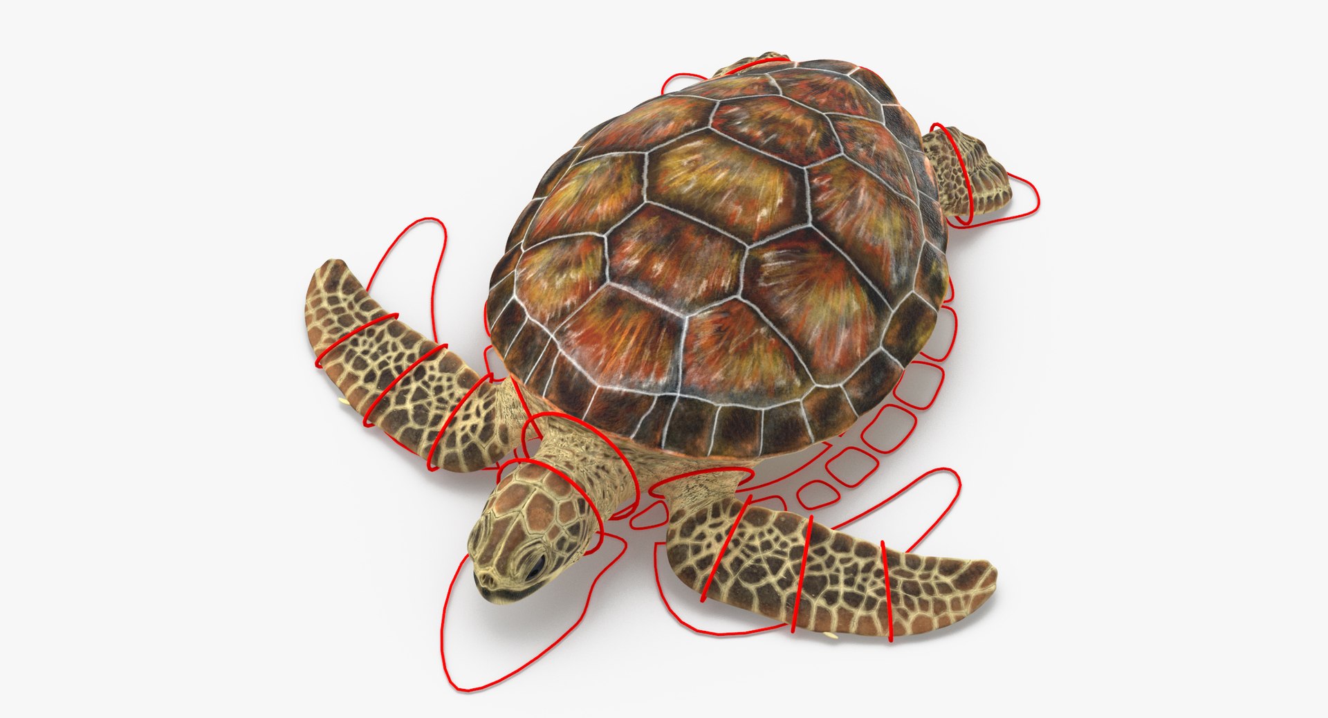 Sea Turtle Rigged 3d Model