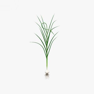 garlic plant c 3D model