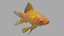 Goldfish 3D model