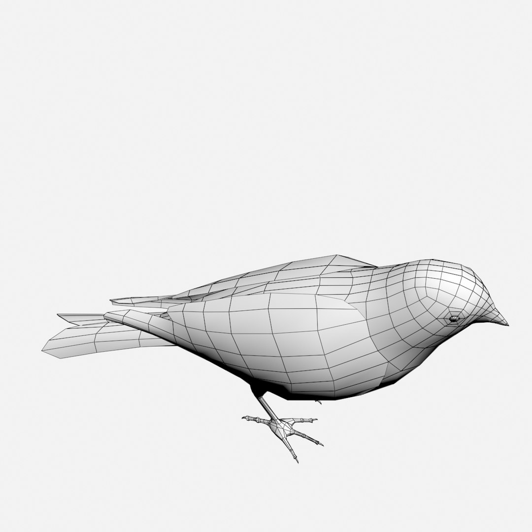 bird 3d model
