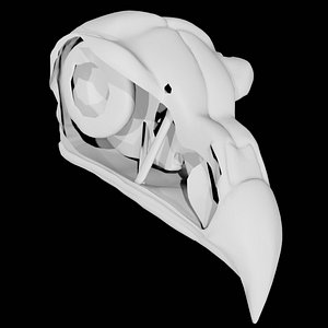 3D Bird Skull model