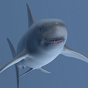 white shark 3d model