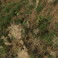 Dry Bent Grass Meadow Patch