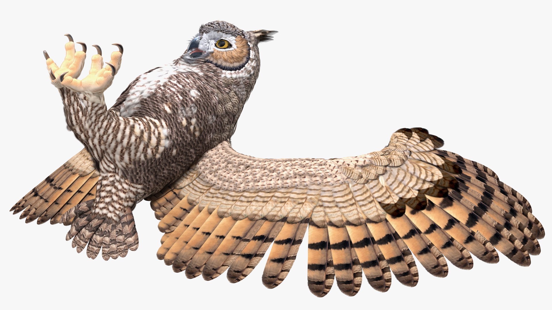 Great Horned Owl T-Pose 3D, Incl. animal & bird - Envato Elements