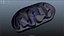 Mitochondria