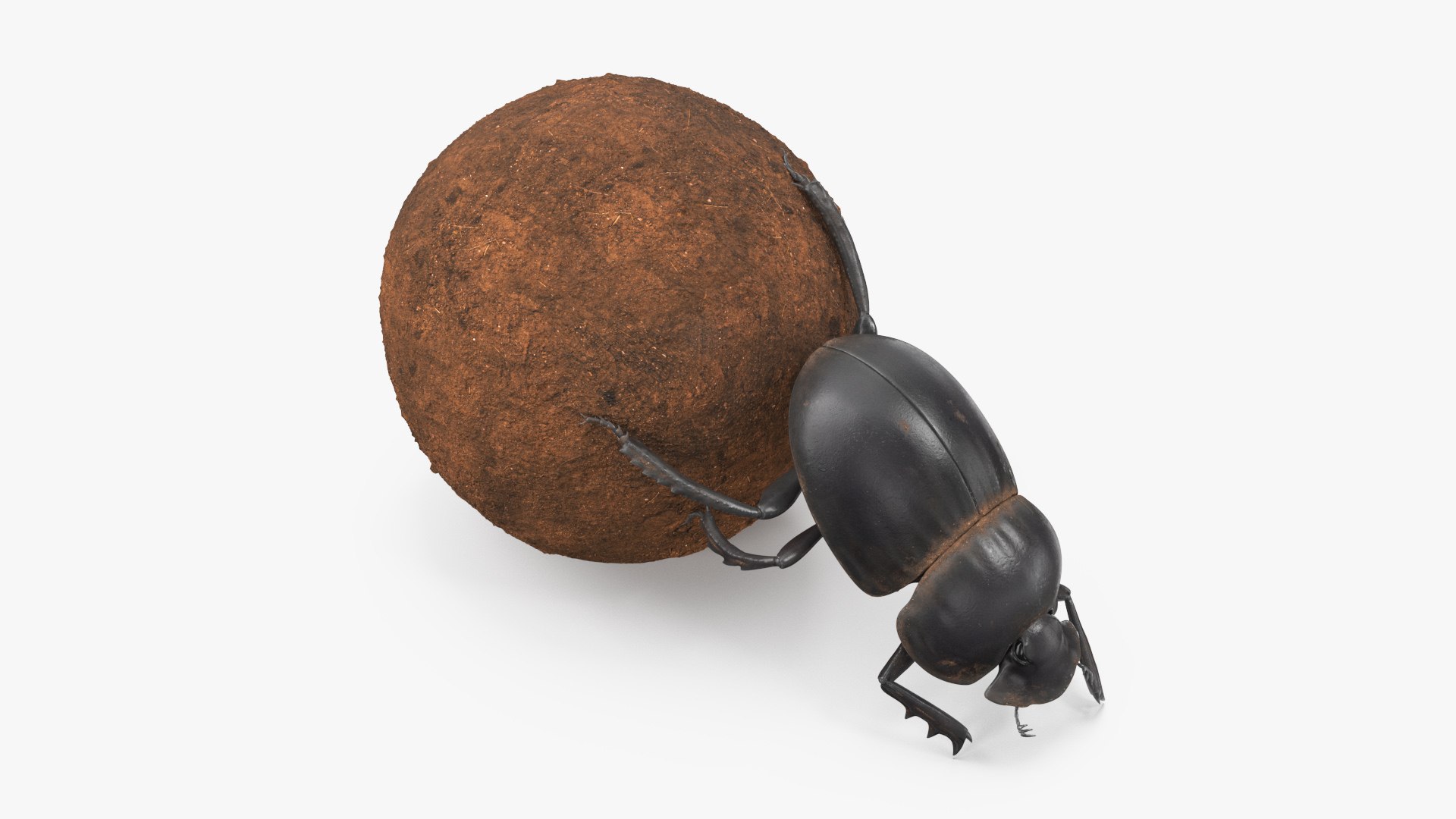 Roller Beetle Pushing Sphere Dirt 3D model preview