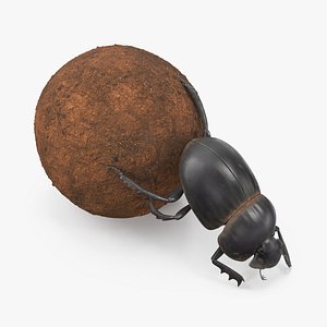 Roller Beetle Pushing Sphere Dirt