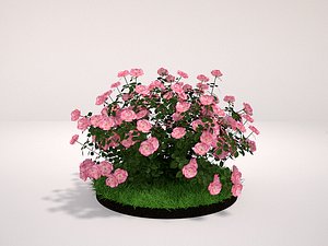 3d model plant groundcover rose