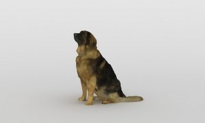 3D scanned saint bernard model