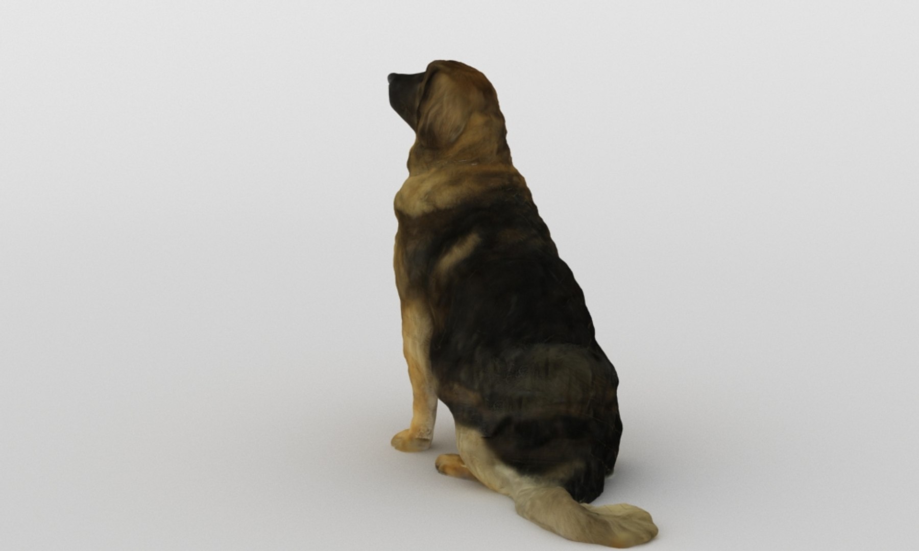 3D scanned saint bernard model https://p.turbosquid.com/ts-thumb/A8/o4QBkY/XREBerK2/bernard_0005/jpg/1582195584/1920x1080/fit_q87/48cd04a514624128b50aa06562944a6e47e37d6b/bernard_0005.jpg