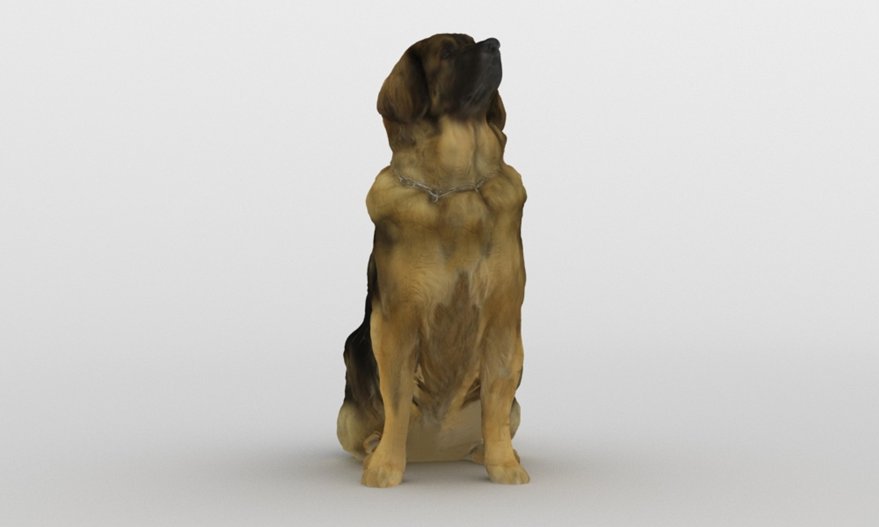 3D scanned saint bernard model https://p.turbosquid.com/ts-thumb/A8/o4QBkY/YWhoCCsI/bernard_0002/jpg/1582195584/1920x1080/fit_q87/a473ad756980fbccd727ab85b2565d322bb0794b/bernard_0002.jpg