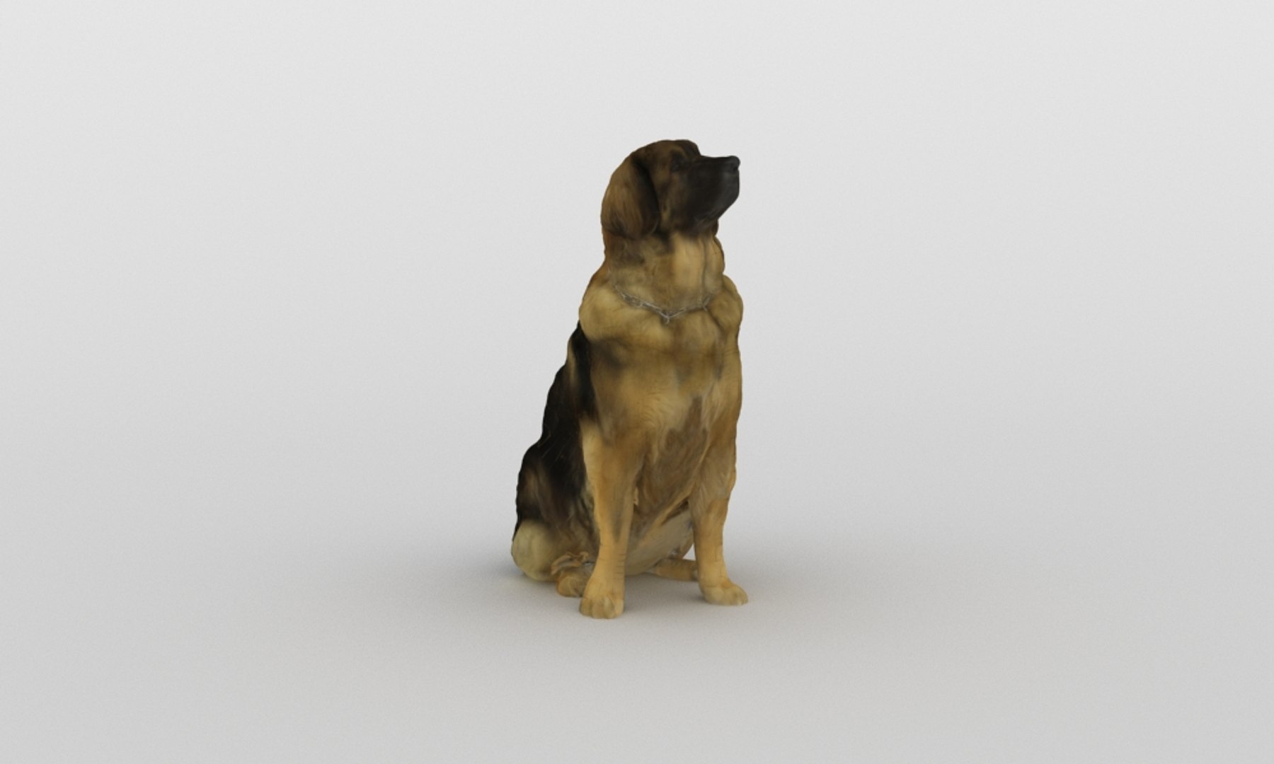 3D scanned saint bernard model https://p.turbosquid.com/ts-thumb/A8/o4QBkY/cGqiQl5a/bernard_0009/jpg/1582195584/1920x1080/fit_q87/9223cd0c4b97e352b93e9d4ea92685819ad91c2a/bernard_0009.jpg