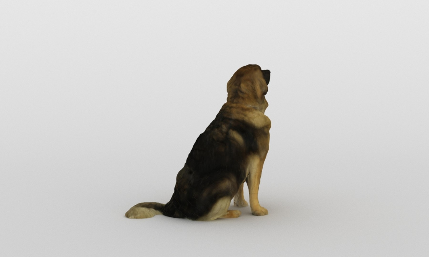 3D scanned saint bernard model https://p.turbosquid.com/ts-thumb/A8/o4QBkY/kTJTHY4r/bernard_0006/jpg/1582195584/1920x1080/fit_q87/057af1b706530f35b1ad7463a2b03ef819736e7a/bernard_0006.jpg