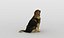 Chien Saint Bernard
