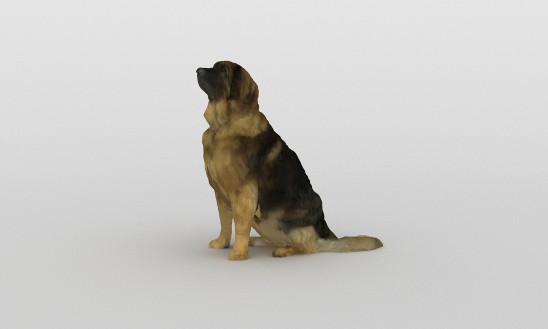3D scanned saint bernard model https://p.turbosquid.com/ts-thumb/A8/o4QBkY/oECiaEEC/bernard/jpg/1582195598/1920x1080/turn_fit_q99/fba7639d4df2338e18b054055584e4c49389c53a/bernard-1.jpg