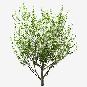 Set of American Fringe or Chionanthus virginicus Tree - 2 Trees