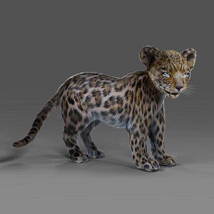 Fur Baby Jaguar Rigged and Animated in Blender model