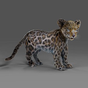 Fur Baby Jaguar Rigged and Animated in Blender