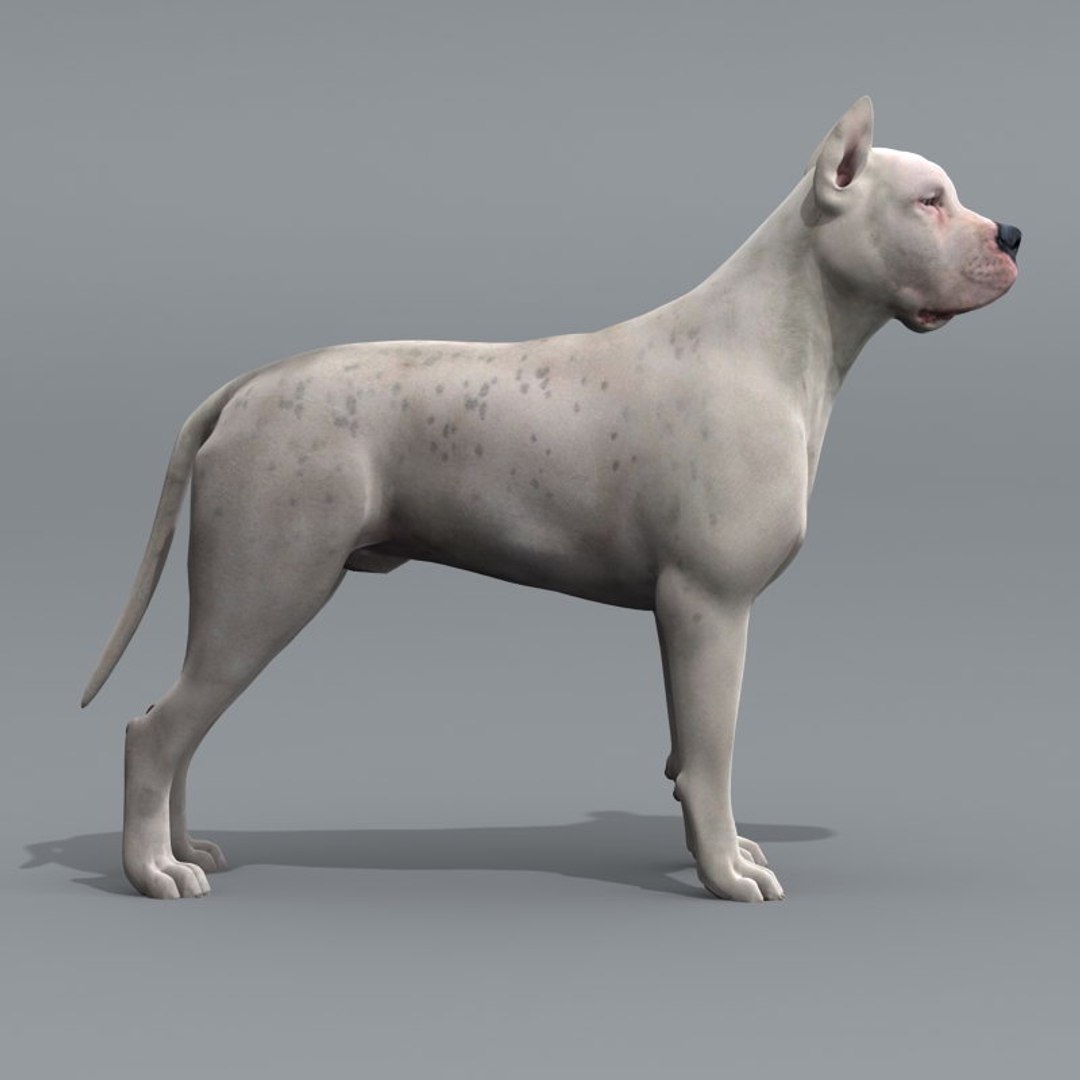 can a dogo argentino live in seychelles