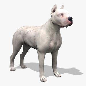 Dogo Argentino