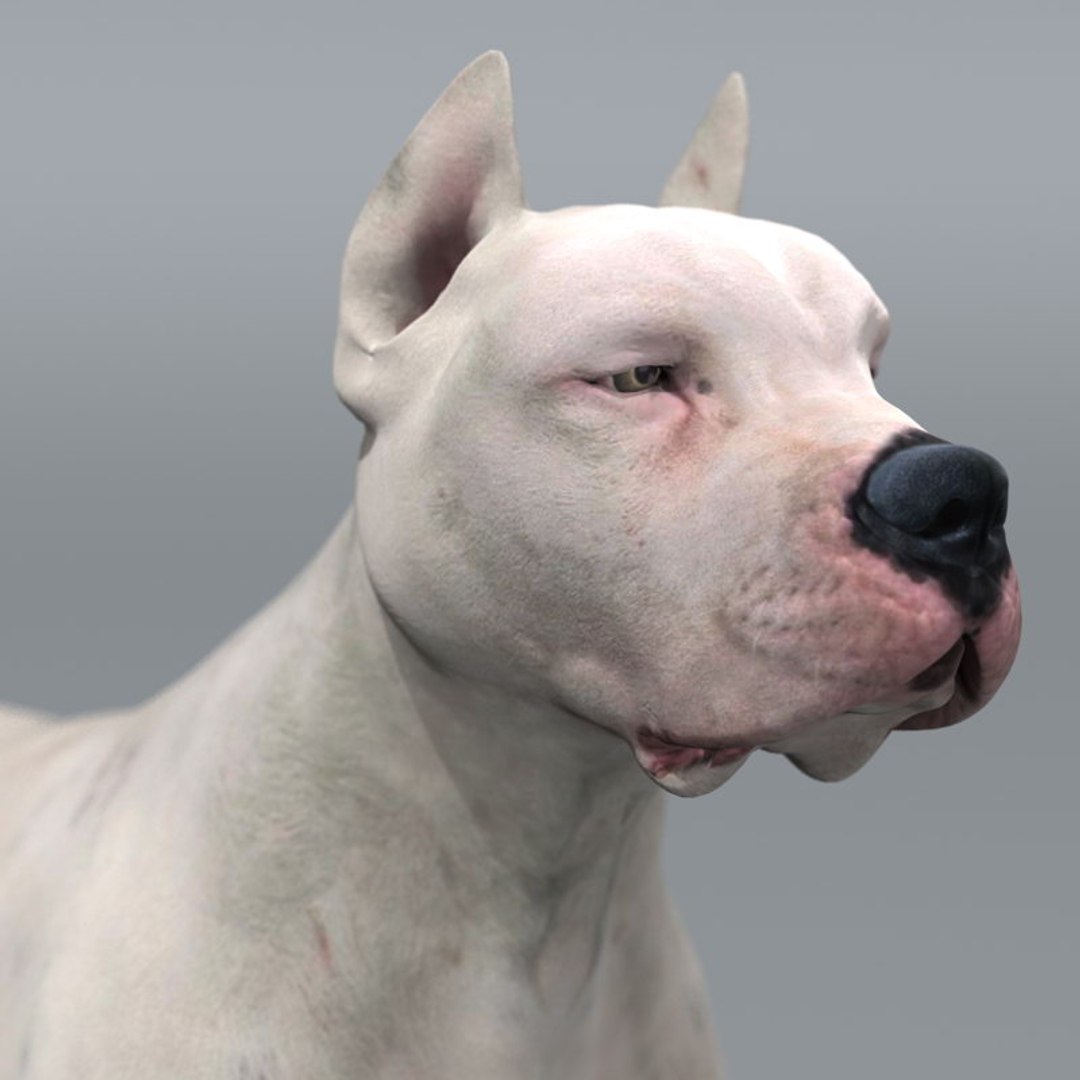 can a dogo argentino live in seychelles