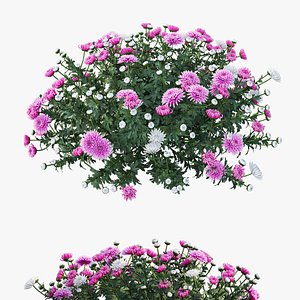 chrysanthemum flower plant set model