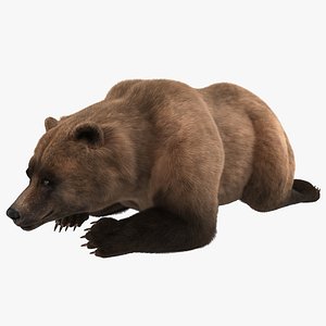 3d grizzly bear pose 5