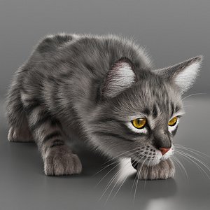 3D Gray Striped House Cat Hunting Fur Animated Rigged For Maya model