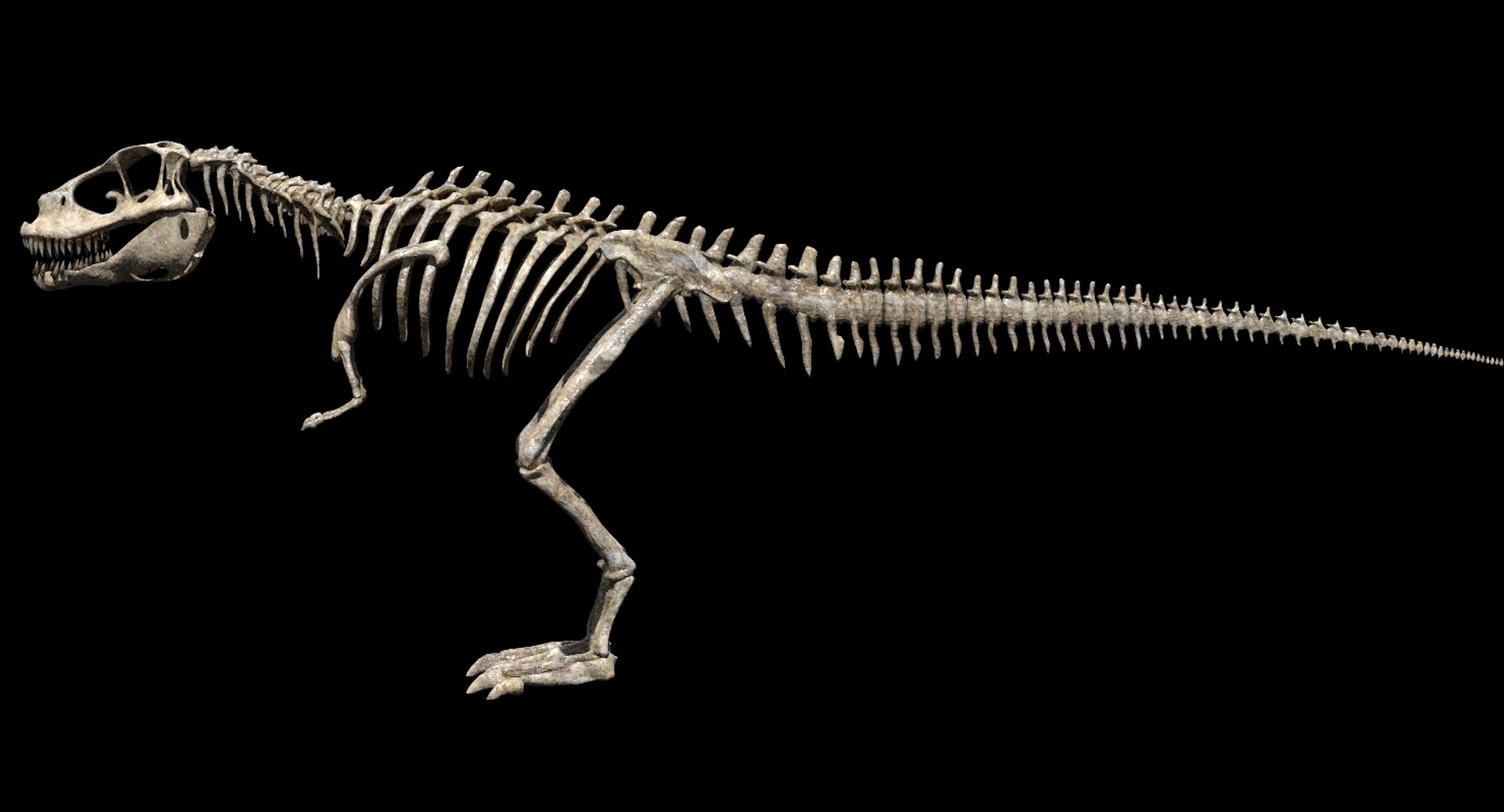 giganoto giganotosaurus saurus 3D model https://p.turbosquid.com/ts-thumb/A9/aAmL3s/C82eNOKe/16/jpg/1552386865/1920x1080/fit_q87/c56b77b2facfd5e155f048c2acc2d31f2926ac4c/16.jpg