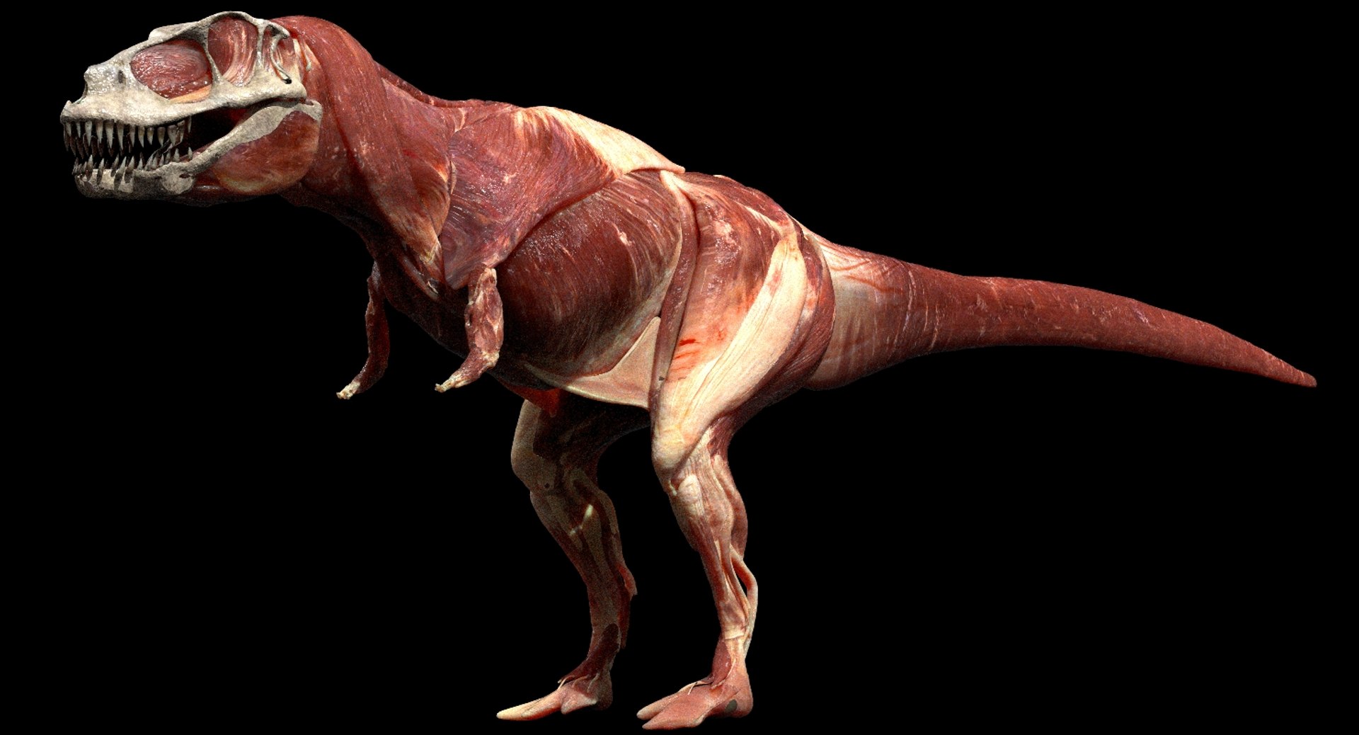 giganoto giganotosaurus saurus 3D model https://p.turbosquid.com/ts-thumb/A9/aAmL3s/Cbl1gb0X/06/jpg/1552386864/1920x1080/fit_q87/2a224646ee0cbad5f8b81f15ba1edcf82239b138/06.jpg