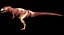 Giganotosaurus Tyranosaurus Anatomy 3D