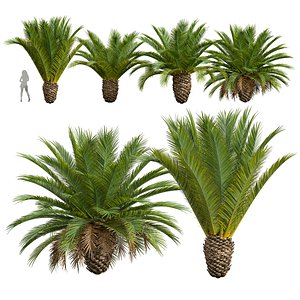 3D New Plant High detail Phoenix Canariensis Decorative Garden Small