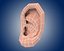 ear