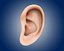 ear