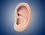 ear