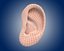 ear