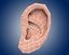 ear