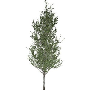 3D model Lombardy Poplar Tree - 08 -