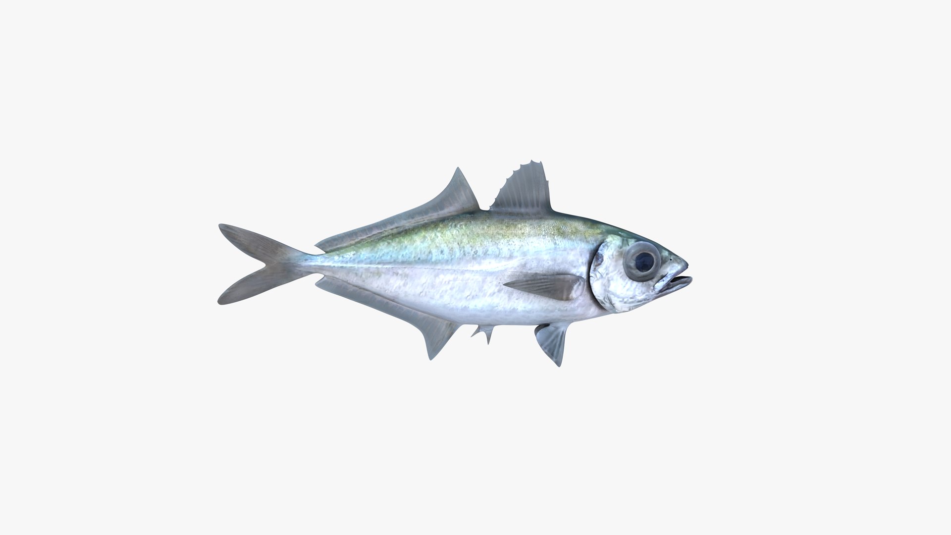 3D Bigeye Scad https://p.turbosquid.com/ts-thumb/A9/rwoUEG/4U/bigeye_scad_selar_crumenophthalmus_fish_3d_model_by_andreas_piel_03/png/1739227748/1920x1080/fit_q87/82b7dff335c673b4f8eb10b048960b44bb0c9b4b/bigeye_scad_selar_crumenophthalmus_fish_3d_model_by_andreas_piel_03.jpg