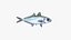 Bigeye Scad