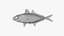 Bigeye Scad
