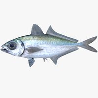 Bigeye Scad