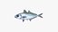 Bigeye Scad