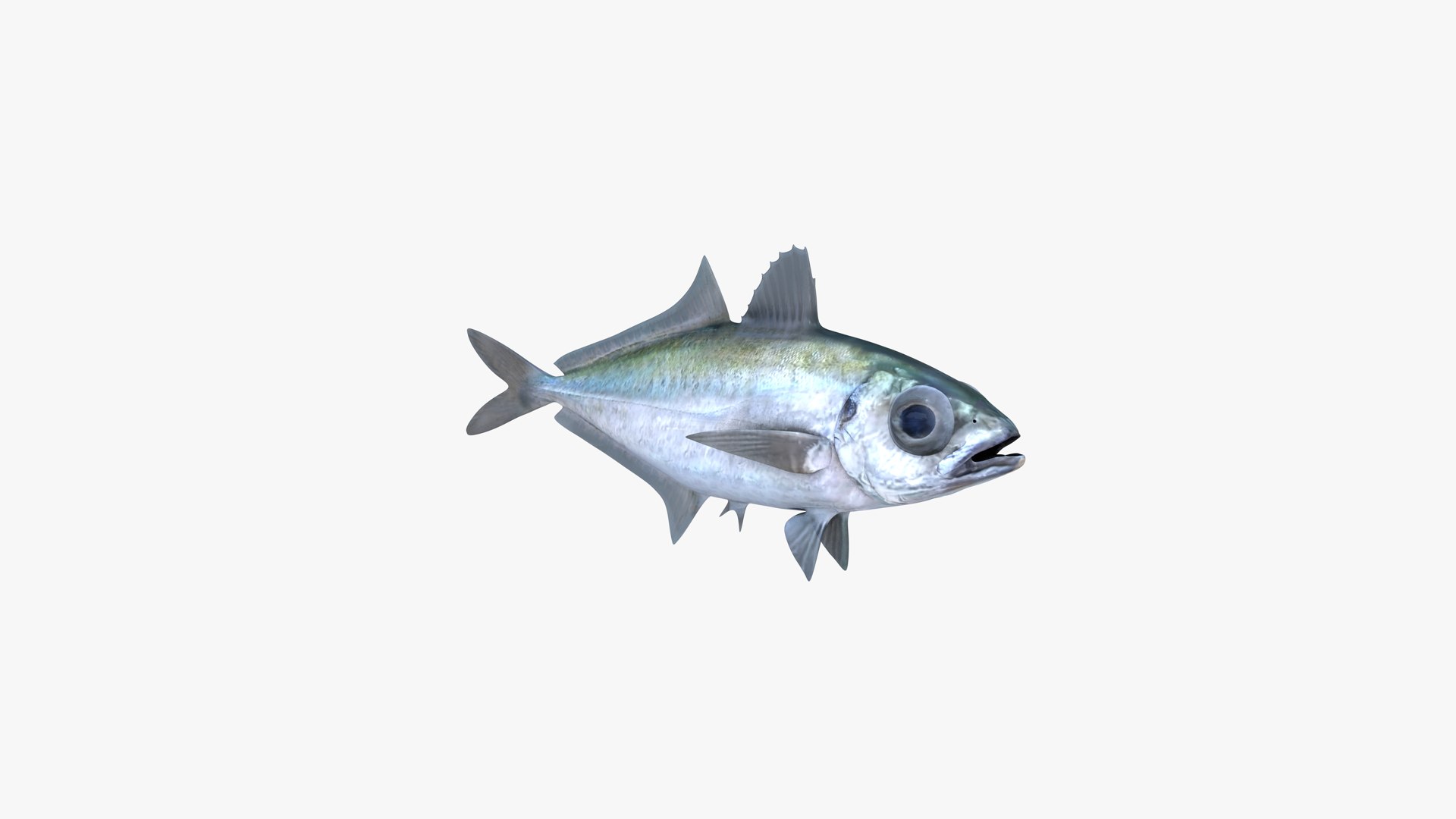 3D Bigeye Scad https://p.turbosquid.com/ts-thumb/A9/rwoUEG/Zq/bigeye_scad_selar_crumenophthalmus_fish_3d_model_by_andreas_piel_04/png/1739227748/1920x1080/fit_q87/e9011eae83bba45be96a692f7c839bd9572b7efc/bigeye_scad_selar_crumenophthalmus_fish_3d_model_by_andreas_piel_04.jpg